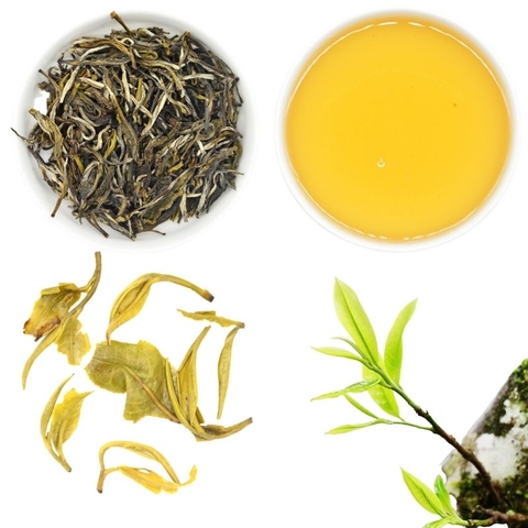 xanh-may-tui-shanam-1b-7e370b58-66b5-423b-a2cd-b08331e5e722 Trà Xanh Shan Tuyết Cổ Thụ – Mây Sớm