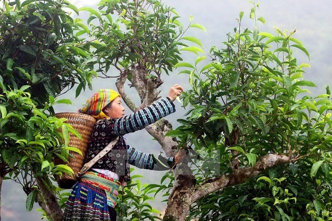 Sapa Tây Bắc - vùng nguyên liệu Mori Brew