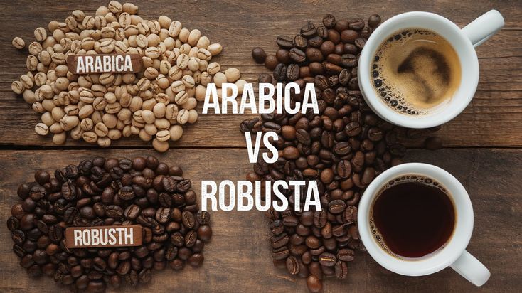 So sánh Arabica Robusta và blend khi chọn cà phê