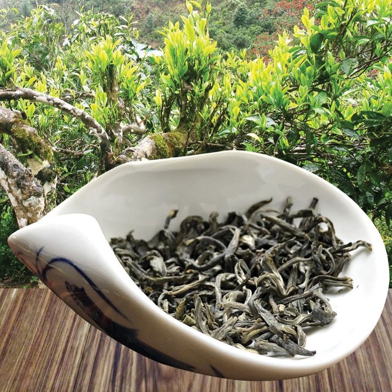 Búp trà Shan Tuyết với lớp lông tơ trắng bạc