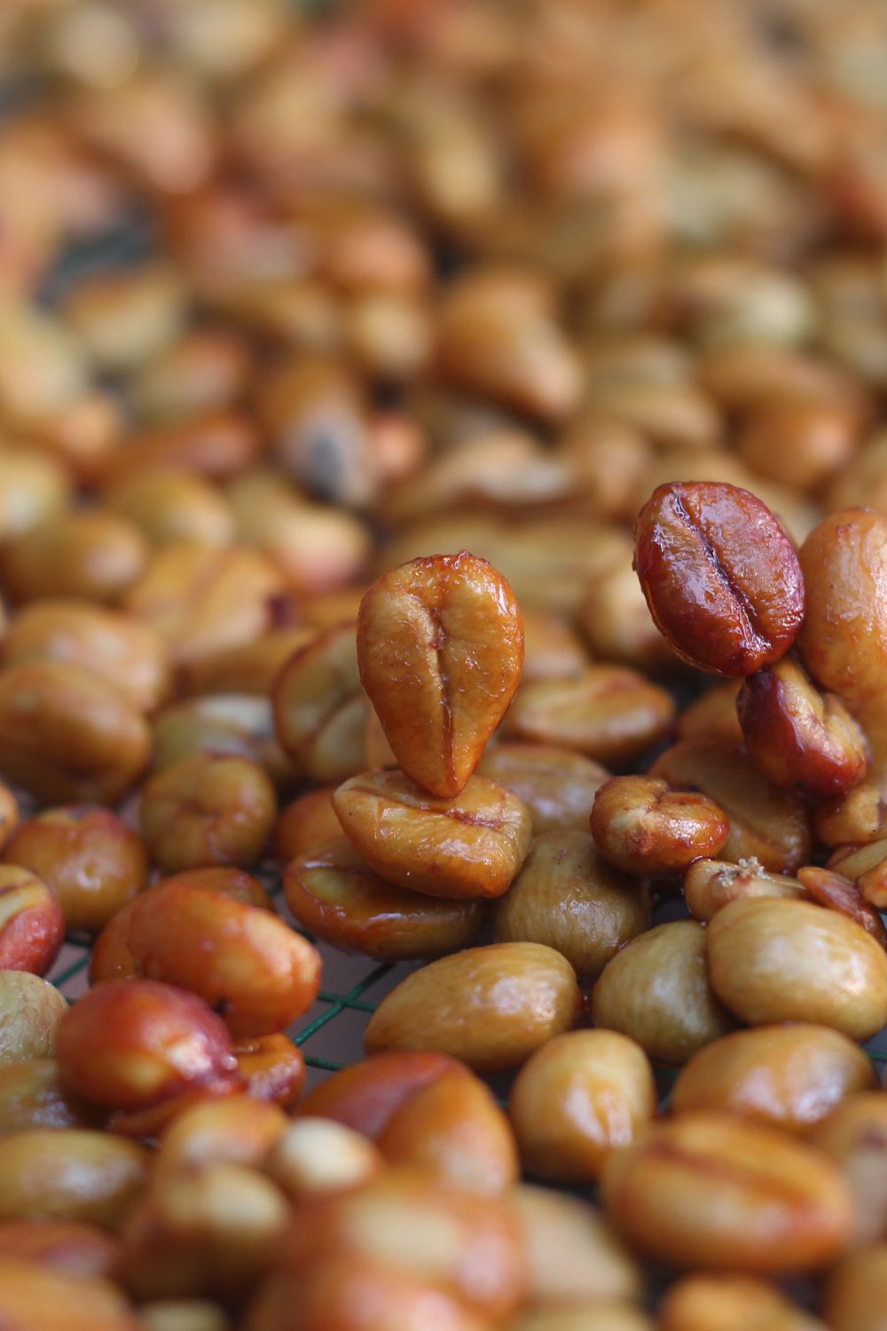 Cấu tạo quả cà phê và lớp mucilage